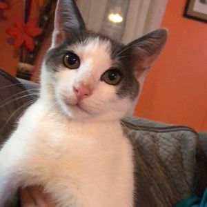 Meet your Posher, Nico